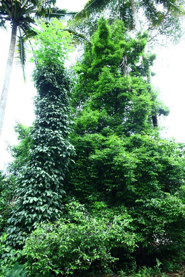 Hill Rock Apartment Idukki Exterior photo
